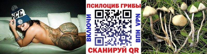 закладка  Сосновоборск  Галлюциногенные грибы Cubensis 