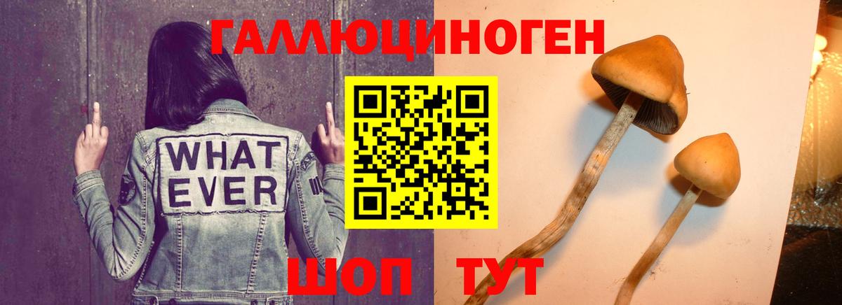 Сосновоборск  Псилоцибиновые грибы мухоморы  Вход с VPN 